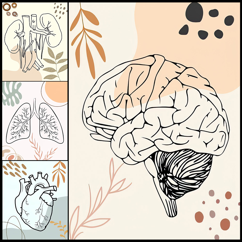 Science Nursery - Affiche murale de biologie, anatomie humaine,