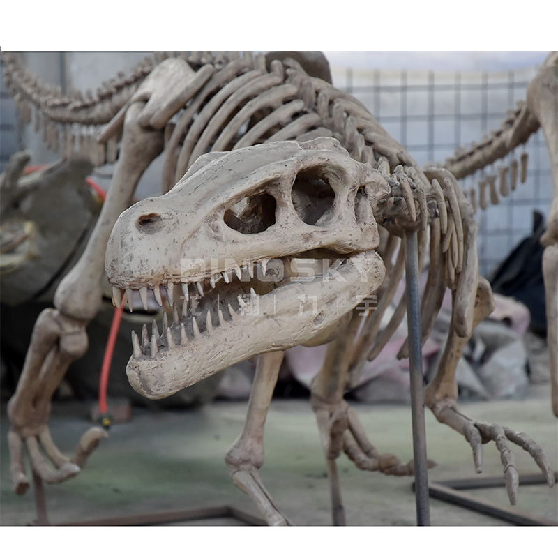 Science Exhibition Models - Modèle de dinosaure squelette de Raptor
